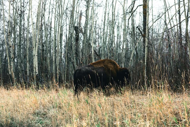 Elk Island National Park Campground